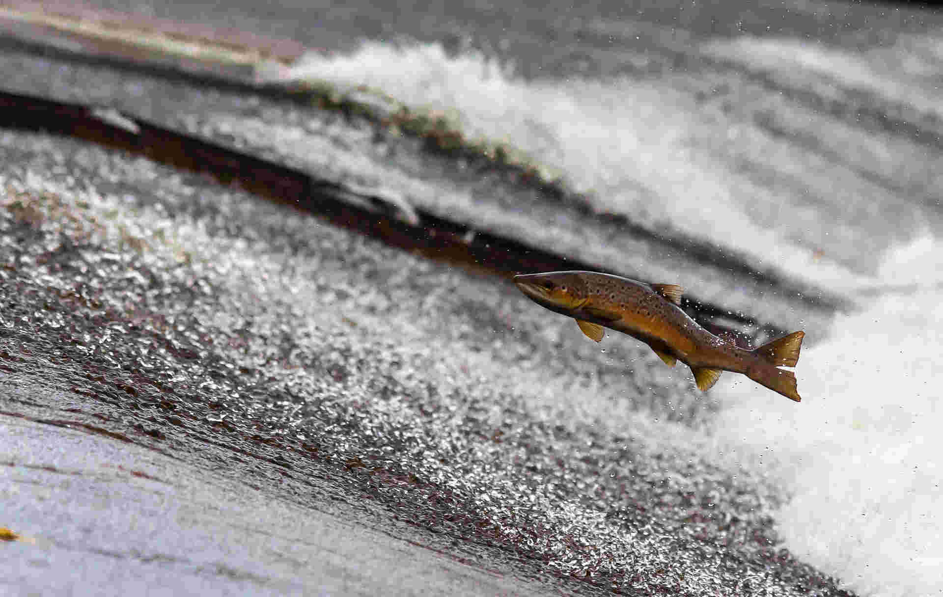 Poisson pêche barbotan